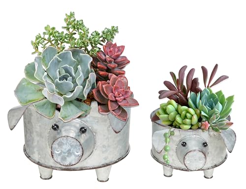 ShabbyDecor Galvanized Metal Pig Succulent Planter Farmhouse Pig Shaped Bowl Metal Pig Tray Rustic Decor Set of 2