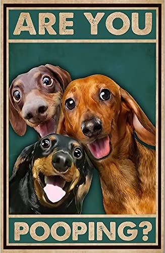 Dachshund Dog Vintage Metal Tin Sign Are You Pooping Sign Bathroom Funny Art Poster Decoration Toilet Cave Bar Home Bathroom Wall Decoration Sign 8x12 Inch